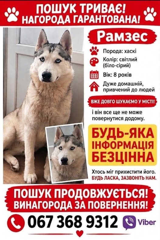 Photo of Загублено собаку