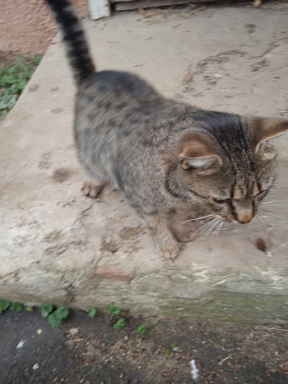 Фото: Знайдено котика