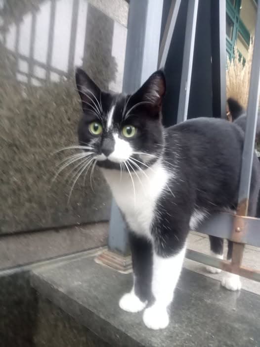 Фото: Знайдено кота