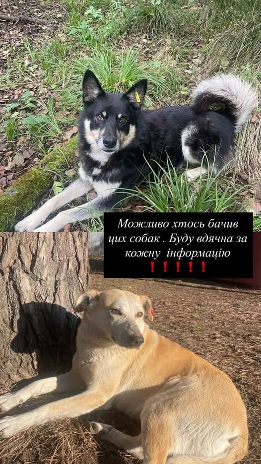 Фото: Зникли двоє собак