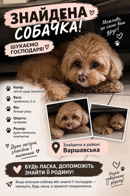 Фото: Знайдено собаку