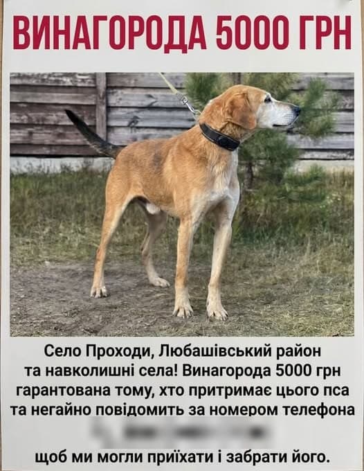 Фото: Розшукується собака