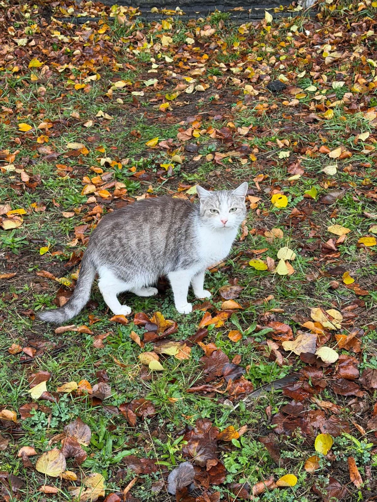 Фото: Знайдено кота