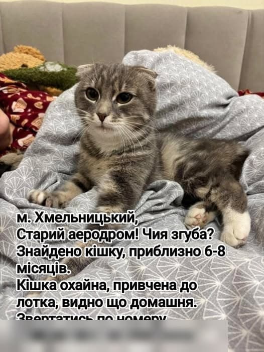 Фото: Знайдено кішку