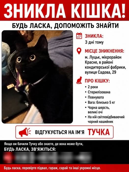 Фото: Загубилася чорна кішка Тучка