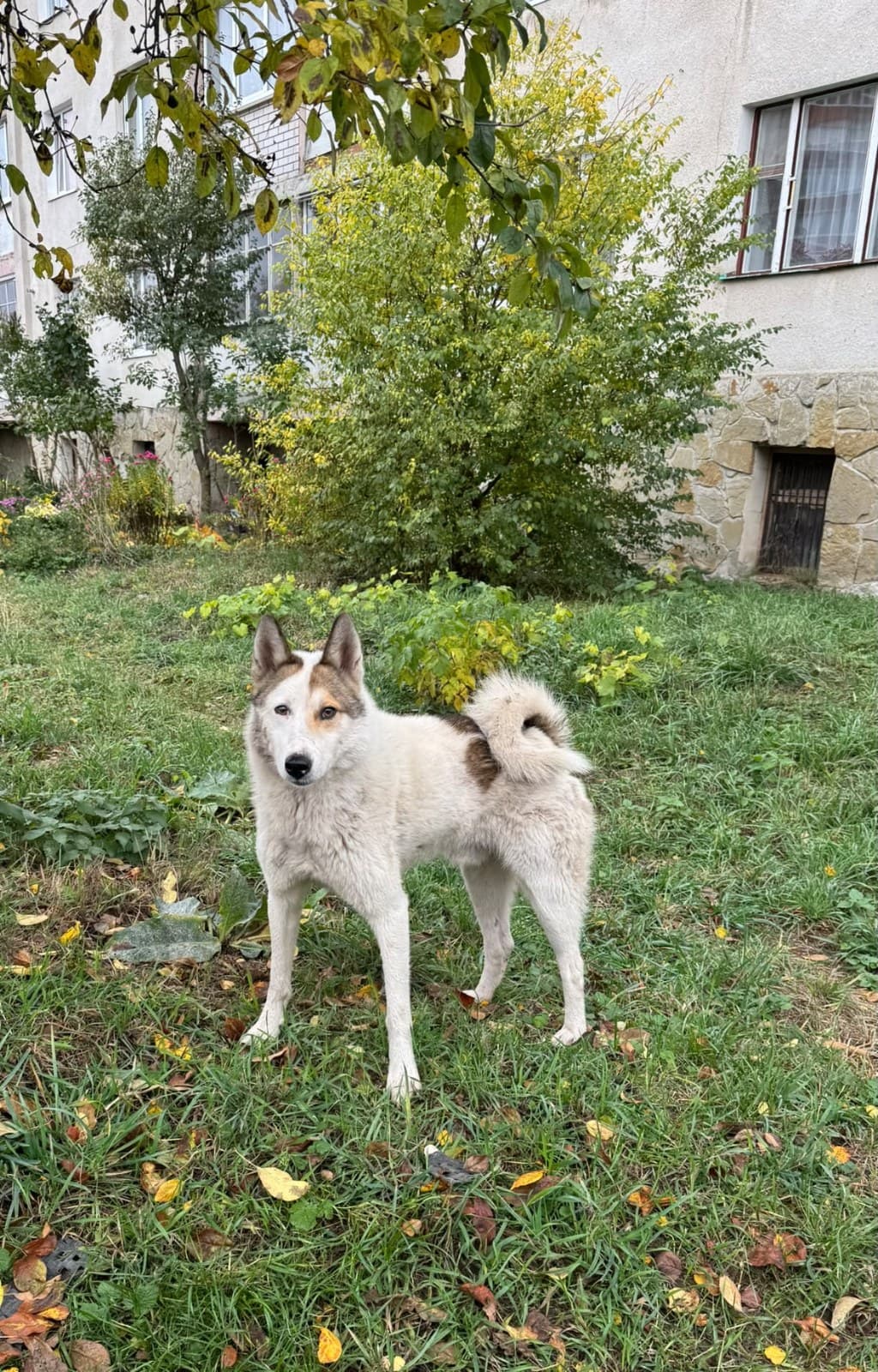 Фото: Знайдено собаку
