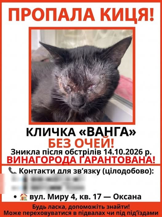 Фото: Зникла чорна кішка «Ванга»