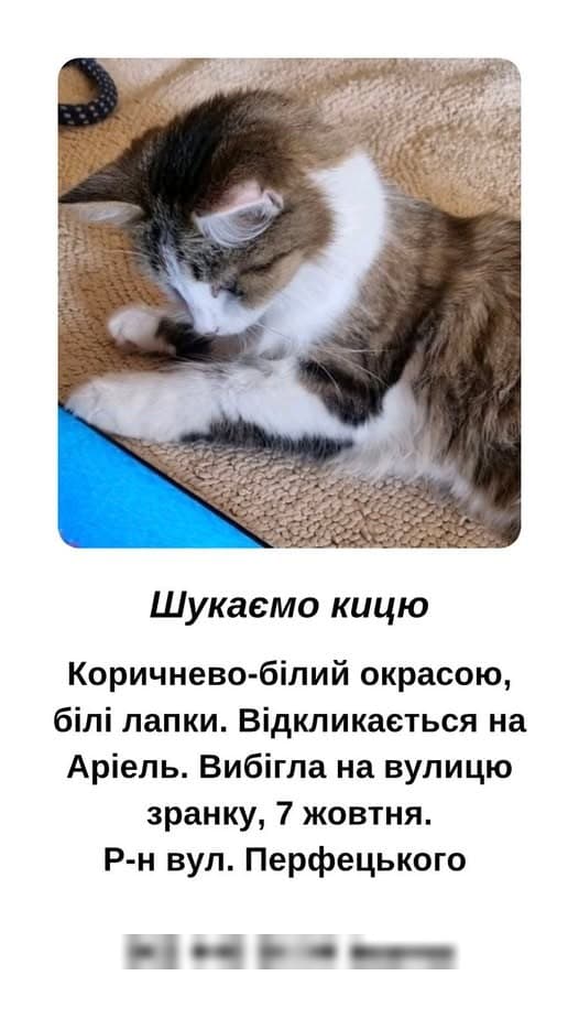 Photo of Загублено кішку Аріель