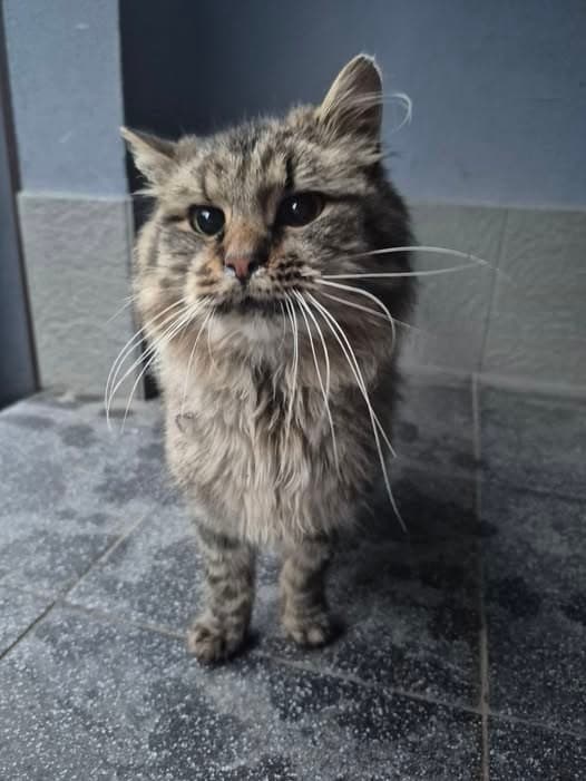 Фото: Знайдено молодого кота