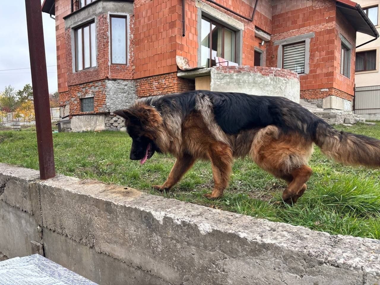 Фото: Знайдено собаку