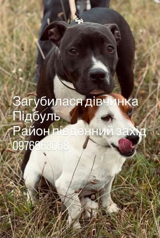 Фото: Загубилася собака породи пітбуль