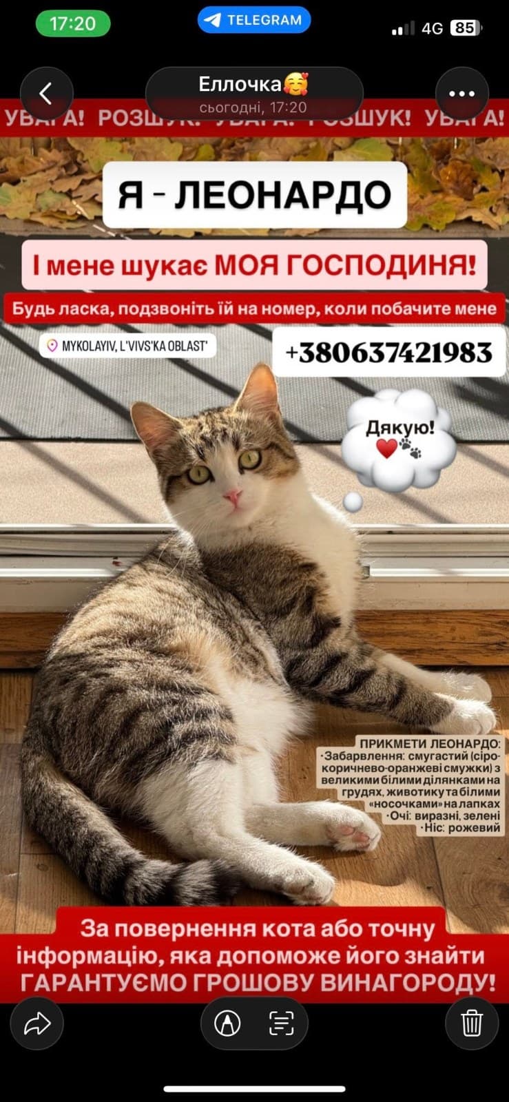 Фото: Загубився кіт Леонардо
