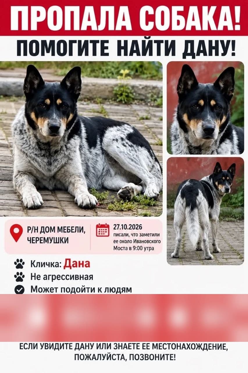 Фото: Загубилася собака Дана