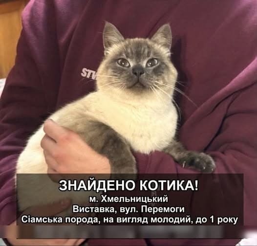 Фото: Знайдено кота