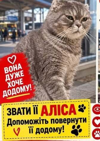 Фото: Загублено кішку Аліску