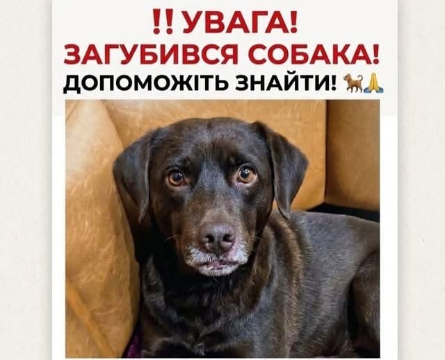 Фото: Загубився собака