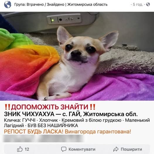 Фото: Зник чихуахуа Гуччі