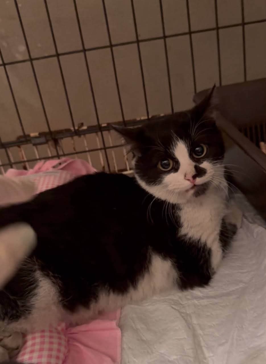 Фото: Знайдено чорно-білого котика