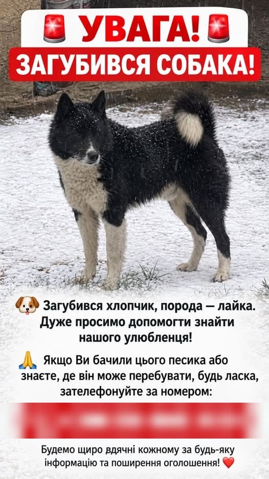 Photo of Загубився собака породи лайка