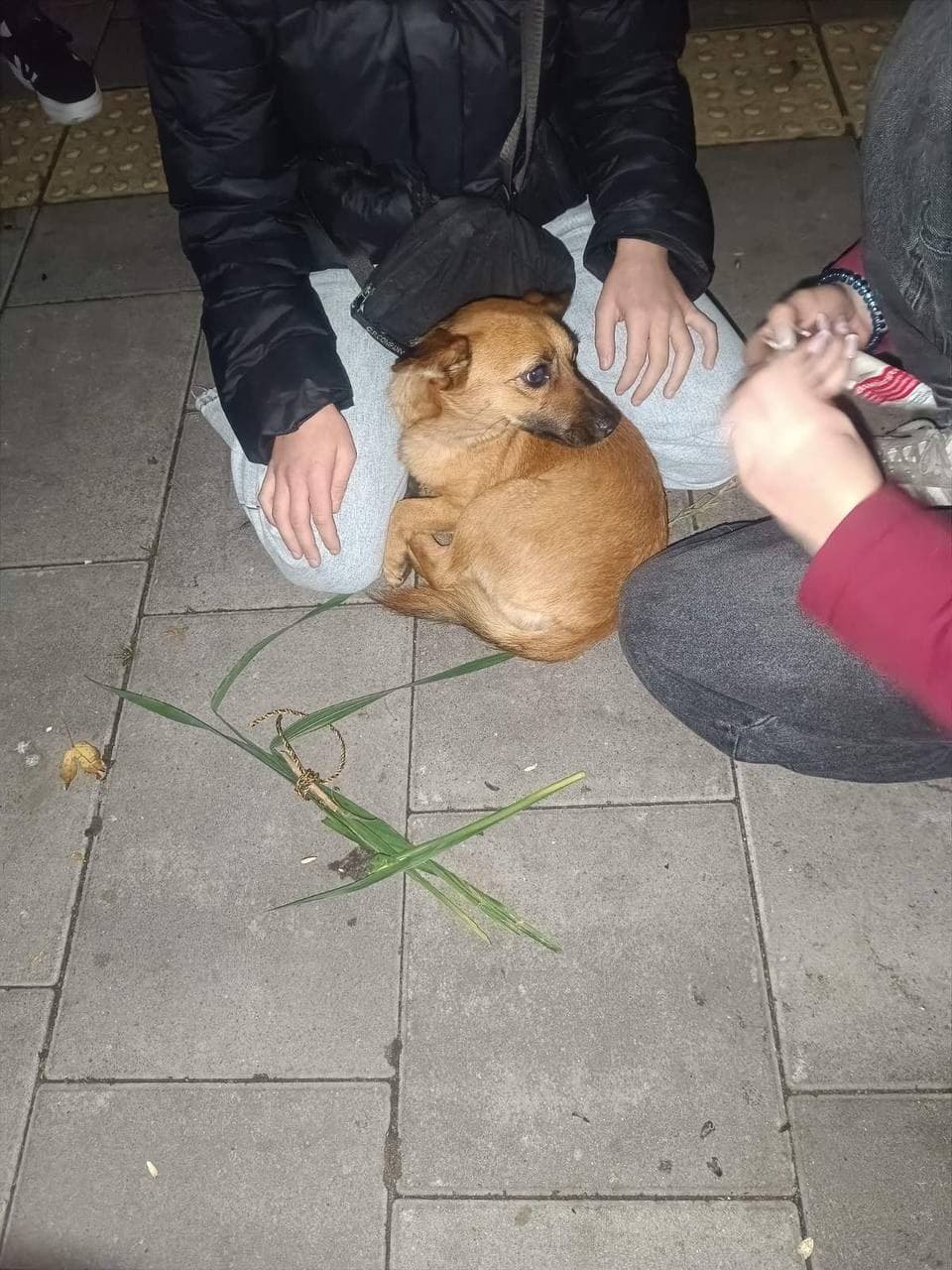 Фото: Знайдено собаку