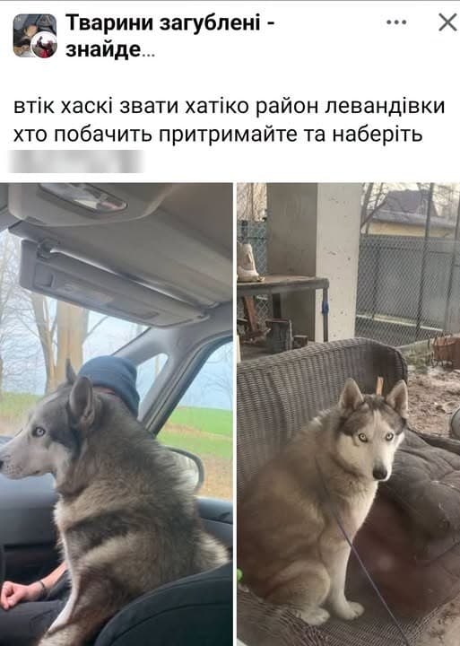 Фото: Загубився хаскі Хатіко