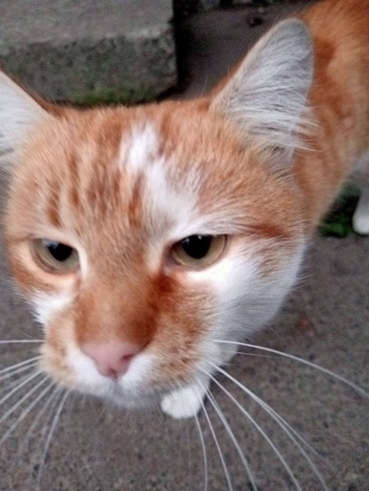 Фото: Знайдено кота
