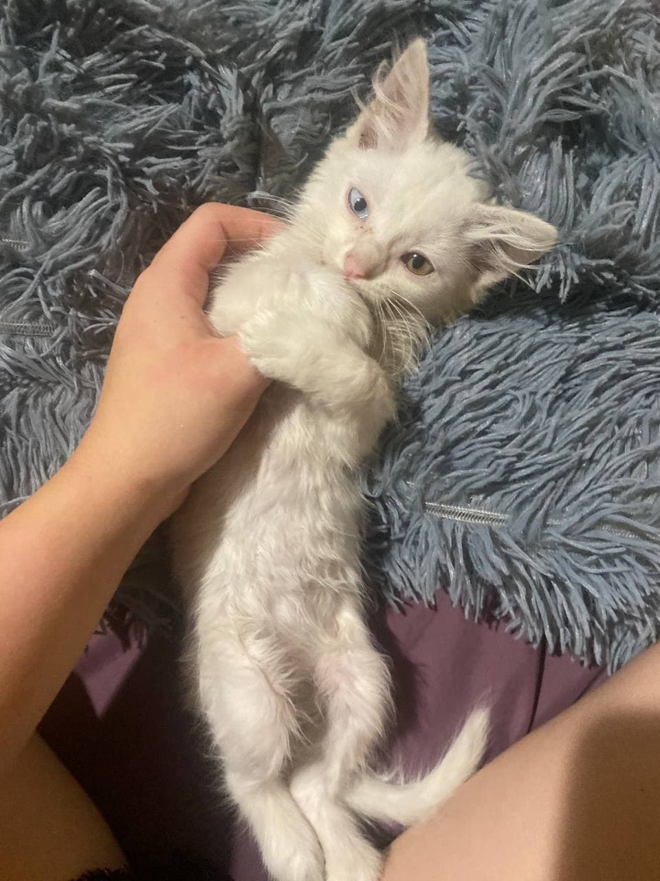 Photo of Загублено кошеня