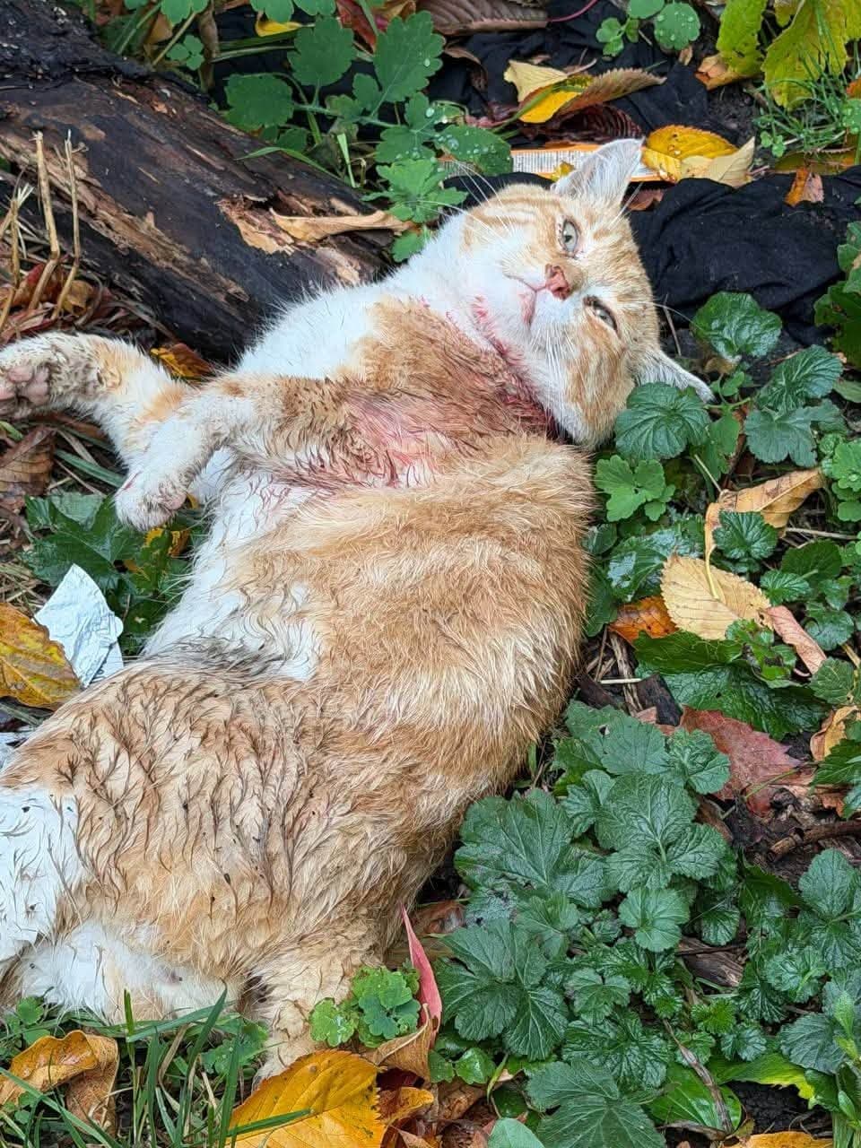 Photo of Знайдено рудо-білого кота